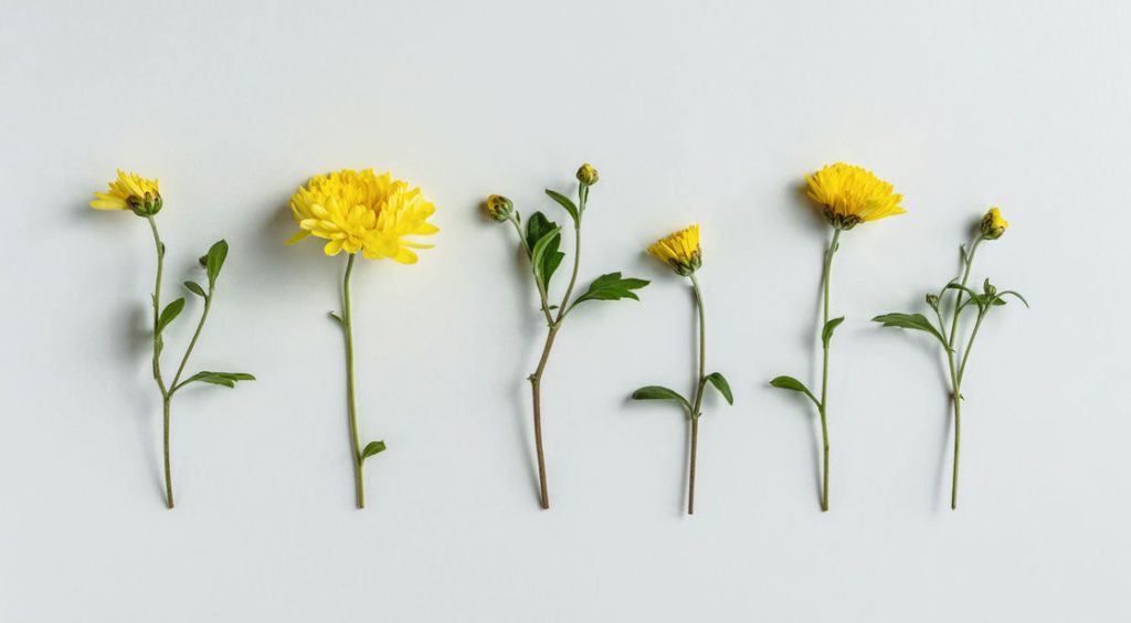 yellow chrysanthemum flowers in a row on white bac 2022 10 20 01 35 24 utc